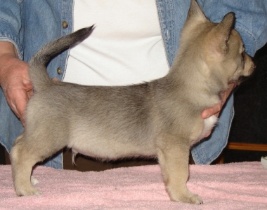 emil x maggie litter